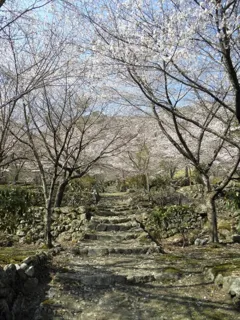 【桜・見ごろ】天開山泰運寺