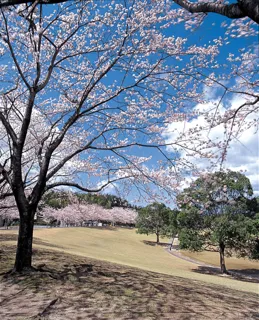 【桜・見ごろ】中部台運動公園