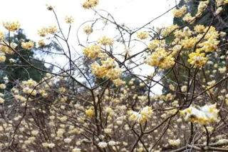 【花・見ごろ】下河野地区のミツマタ
