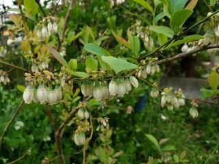 【花・見ごろ】原観光りんご園 ブルーベリーの花