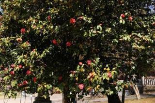 【花・見ごろ】御形神社の五色椿
