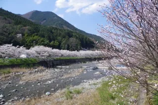 【桜・見ごろ】西深の桜並木