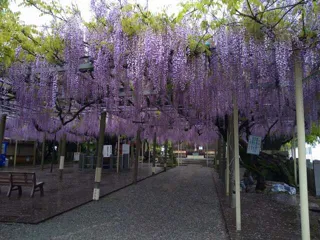 【花・見ごろ】大歳神社 千年藤