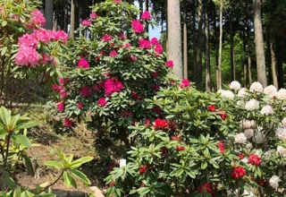 【花・見ごろ】東山のシャクナゲ