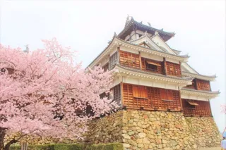 【桜・見ごろ】福知山城