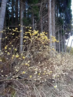 【花・見ごろ】鍋ヶ谷渓谷のミツマタ