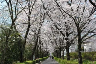 【桜・見ごろ】陶彩の径　桜並木