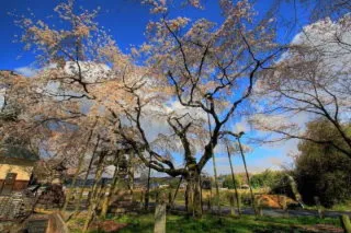 【桜・見ごろ】大藪のしだれ桜