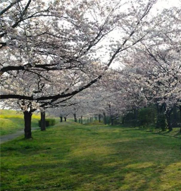 【桜・見ごろ】におどり公園