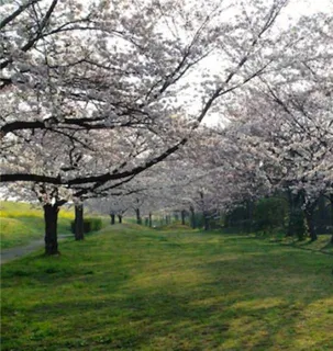 【桜・見ごろ】におどり公園