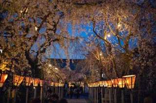 【桜・見ごろ】三嶋大社