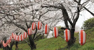 【桜・見ごろ】岡山公園