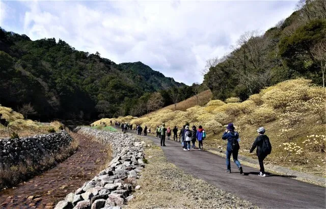 早春の里山　みつまたの森ウォーキング