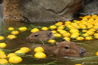 カピバラのゆず風呂