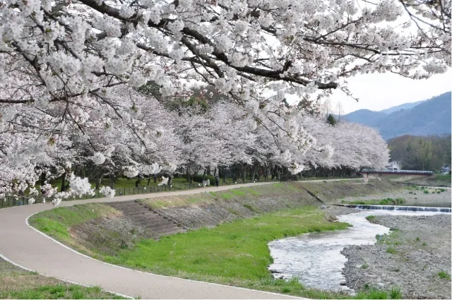 【桜・見ごろ】亀岡運動公園