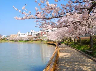 【桜・見ごろ】丹波亀山城趾・南郷公園