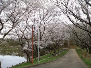 【桜・見ごろ】水海道あすなろの里