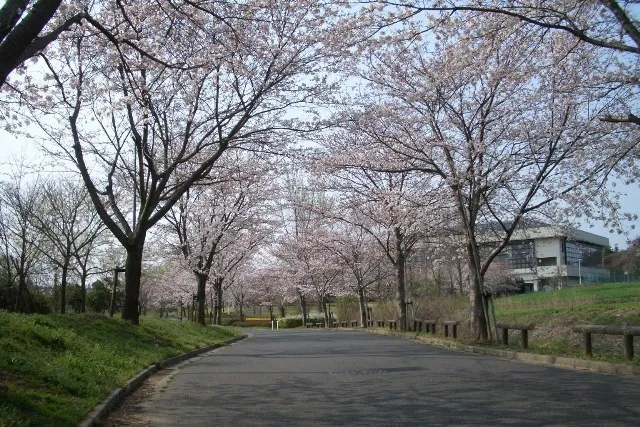 【桜・見ごろ】きぬ総合公園