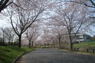 【桜・見ごろ】きぬ総合公園