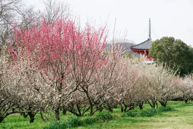【梅・見ごろ】旧嵯峨御所 大本山大覚寺　大沢池エリア