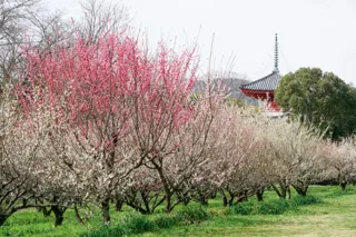 【梅・見ごろ】旧嵯峨御所 大本山大覚寺　大沢池エリア