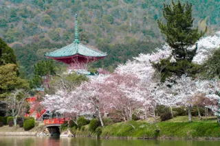 【桜・見ごろ】旧嵯峨御所 大本山大覚寺　大沢池エリア