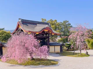 【桜・見ごろ】旧嵯峨御所 大本山大覚寺　お堂エリア
