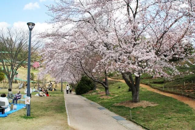 【桜・見ごろ】丸山総合公園