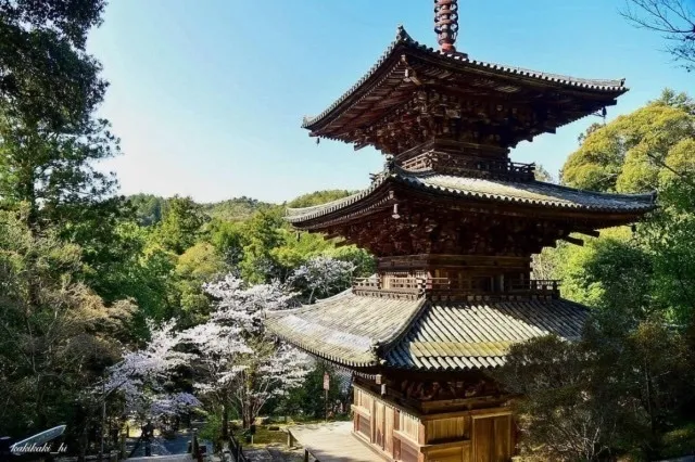 【桜・見ごろ】法華山一乗寺