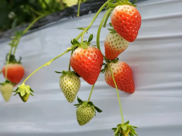 水の国のわくわく農園　いちごハウス（いちご狩り）