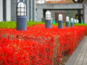 【紅葉・見ごろ】三芳町役場 緑地公園