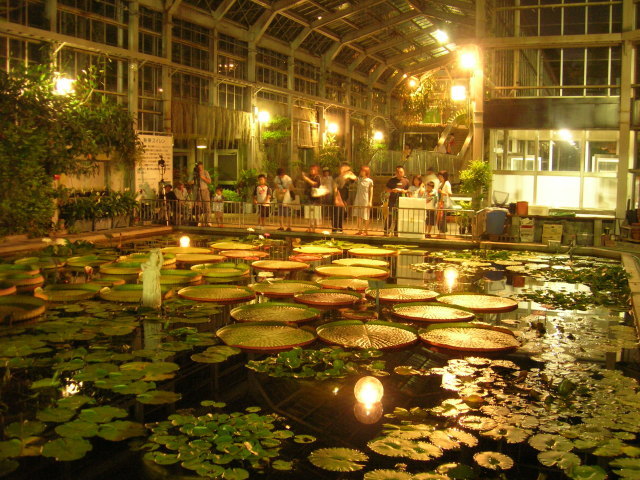 サガリバナと夜の植物の競演（夜間開園）