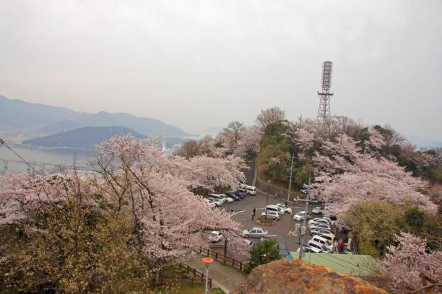 【桜・見ごろ】黄金山緑地