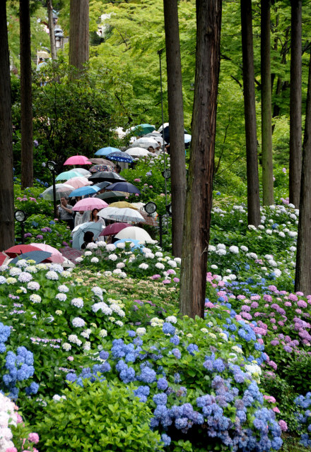 三室戸寺　あじさい園の開園