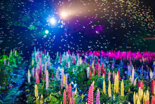 ライトイベントー光と花ーImagination Night 2024