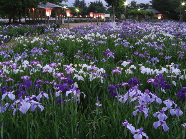 あやめ公園　あやめまつり