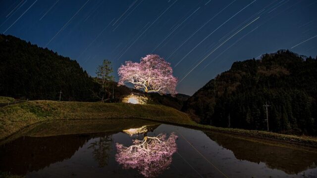 【桜・見ごろ】神宮寺跡のエドヒガン
