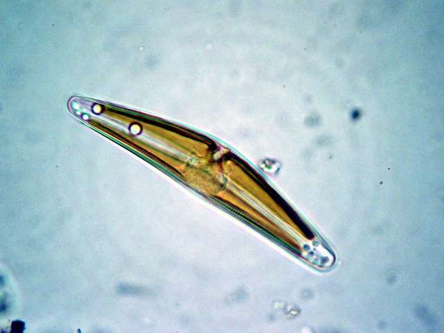 科学実験工房サイエンスショーミクロ