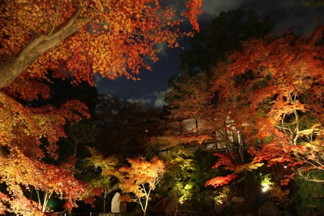 【紅葉・見ごろ】長岡天満宮　錦景苑