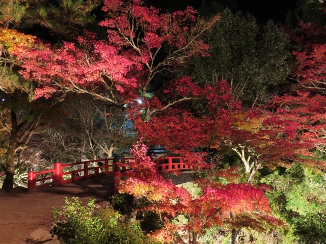 【紅葉・見ごろ】紅葉谷公園