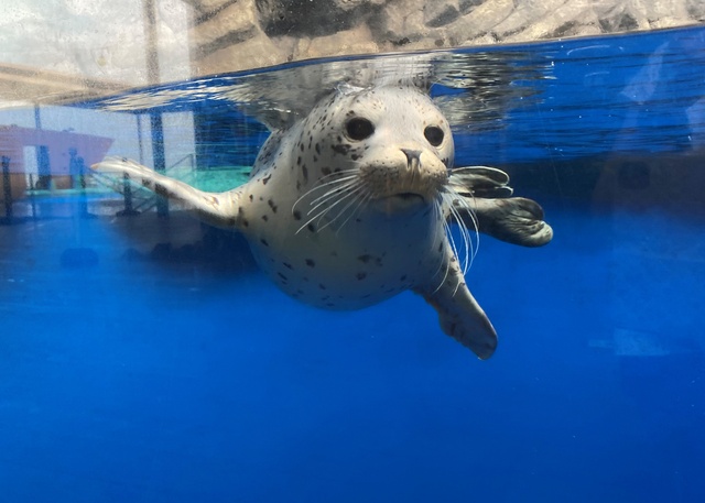 ゴマフアザラシの子獣　愛称発表