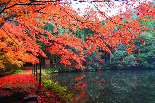 【紅葉・見ごろ】白馬渓