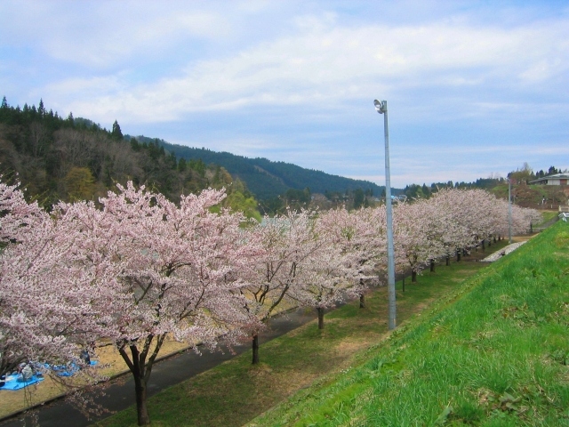 [Sakura - Best Viewing] Ani River Park