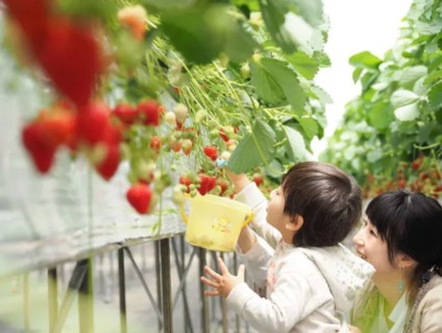 Berry Mate Farm Strawberry Picking