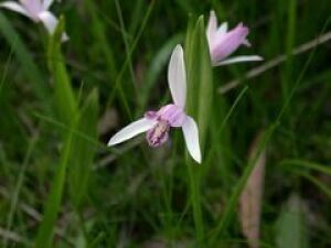 [Flower・In Bloom] Echizen Town Fukui Comprehensive Botanical Garden Plantopia Toxicant