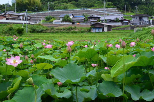 [Flower Viewing] Manyo no Sato Lotus