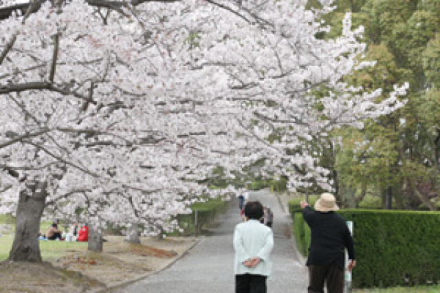 【桜・見ごろ】いこいの村はりま