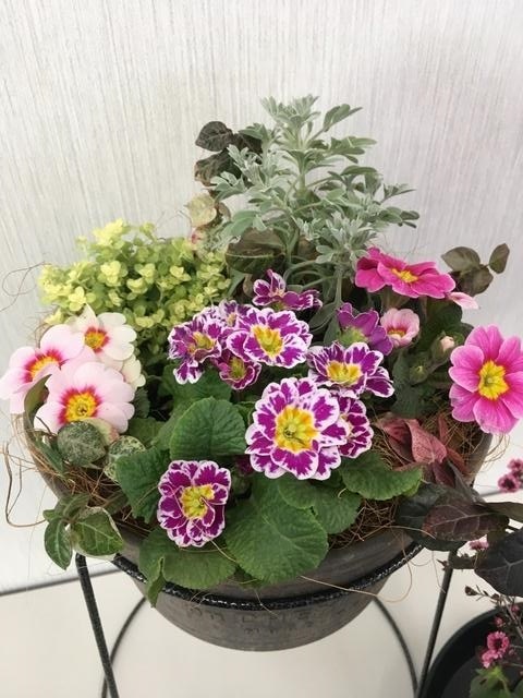 Wildflower Potted Planting Class (September)