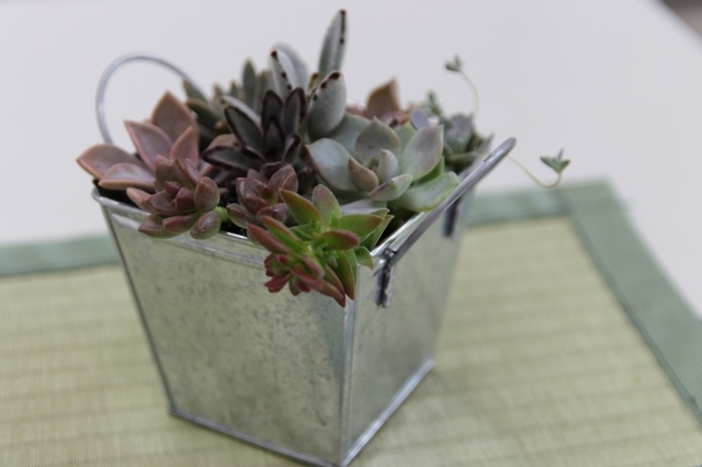 Mountain Grass Potted Plant Class (November)