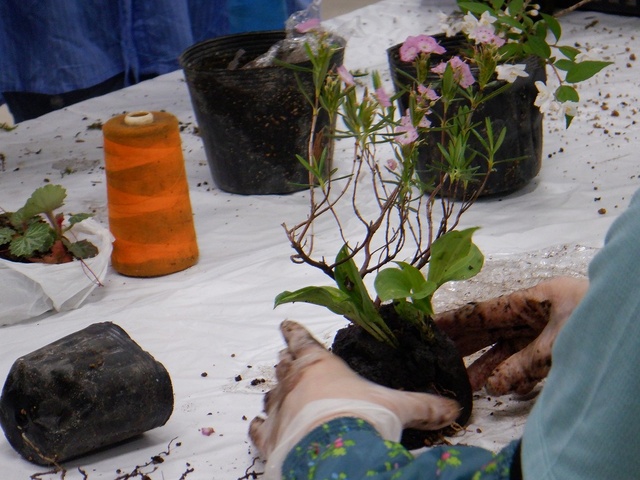 Wildflower Arrangement Class (January)